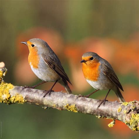 european red robins   branch stocksy united