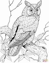 Owl Long Eared Coloring Pages Perched sketch template