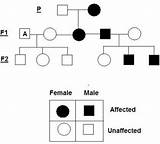 Pedigree Autosomal Recessive Punnett Genotype Labeled Inheritance Traits Pedigrees Determine Breeding Solved sketch template