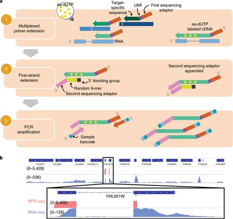 mpe seq uses complex pools of reverse transcription primers to target