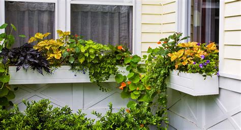 adorable window planter box  homes  gardens