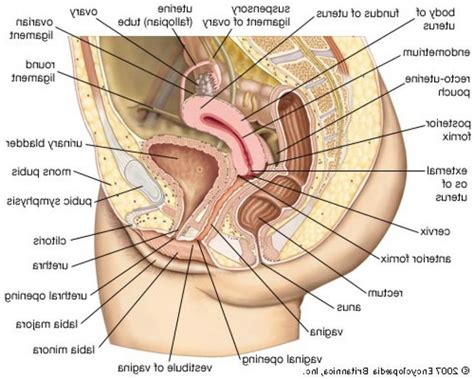 Humans Reproductive System Real Image Real Female