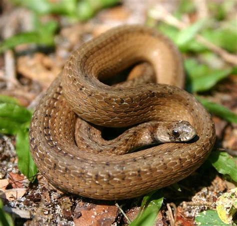 images  floridas fabulous snakes  pinterest pit viper