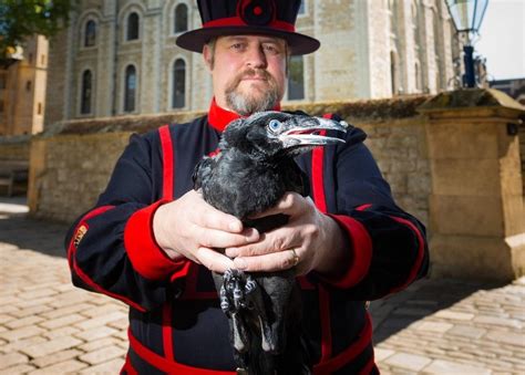 tower of london welcomes first raven chicks in 30 years bbc news