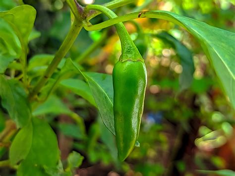 jalapenos    pepper varieties produce plan  patch