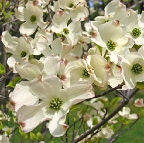 flowering dogwood tree