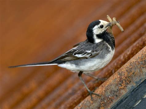 pied wagtail diet behaviour habitat saga