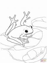 Frog Frogs Dart Poison Ausmalbild Supercoloring Laubfrosch Amerikanischer Rainforest Colors Kategorien Jasmin Permanently sketch template