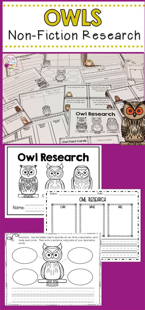 owl facts student teaching teaching ideas book cafe owl pet