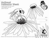 Pollinator Pollination sketch template