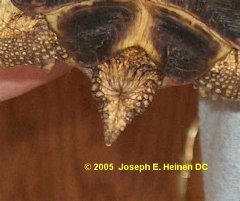 russian tortoise male and female comparison