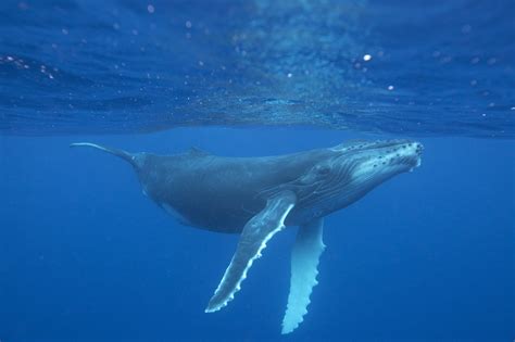 humpback whale whale  dolphin conservation
