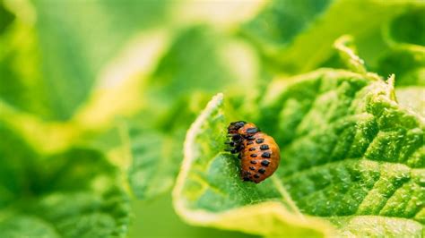 greenhouse integrated pest management