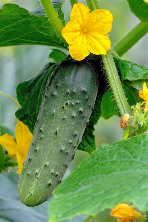 grow cucumber plants  crazy   simple keys  success