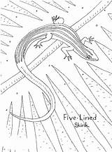 Skink Coloring Pages Color Animal Funpages Parks Lined Nature Amphibians Reptiles sketch template