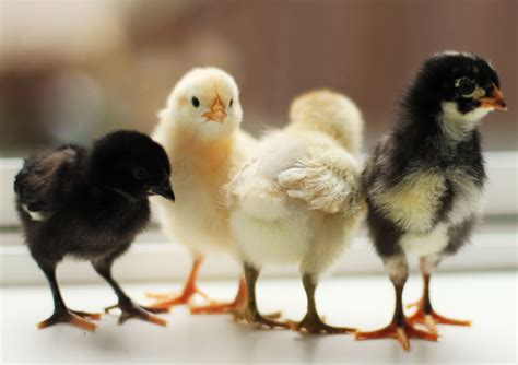 Chicks And Coops From Eastern Sierra Feed Eastern Sierra Feed 775 782