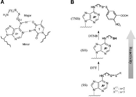 oligodeoxynucleotide modications   site specic cross linking  scientific