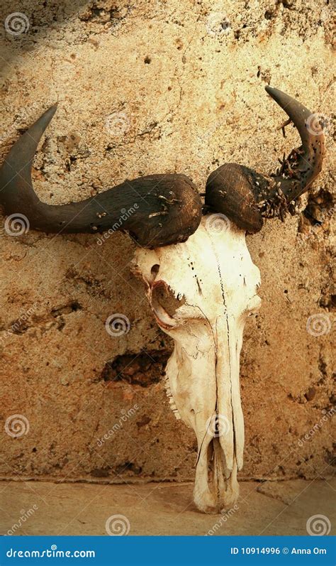 wildebeest skull stock photo image  fear africa dead