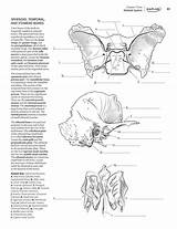 Kaplan Physiology Albanysinsanity Muscles Skull Workbook Designlooter sketch template