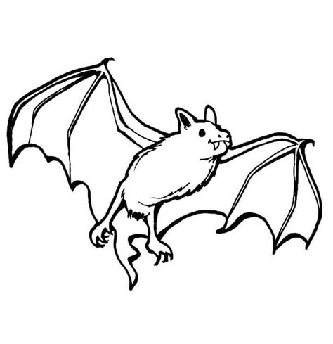 common vampire bat coloring page  printable coloring pages  kids