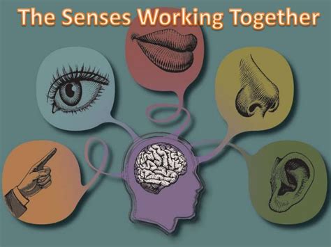 senses   senses work