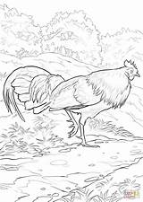 Coloring Pages Junglefowl Rooster Delaware Red State Bird Drawing Supercoloring Seal Printable Chicken Categories sketch template
