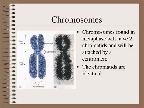 Ppt Chromosomes Powerpoint Presentation Free Download Id 39746