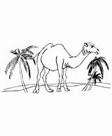 Coloring Pages Camels Kids Desert Camel Animal Animals Drawing Clipart Printable Color Library Clip Wild sketch template