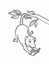 Coloring Possum Reading Pages Book Opossum Hanging Books Template Color Drawing Colouring Animal Sheets Colorluna Choose Board Squirrel Preschool sketch template