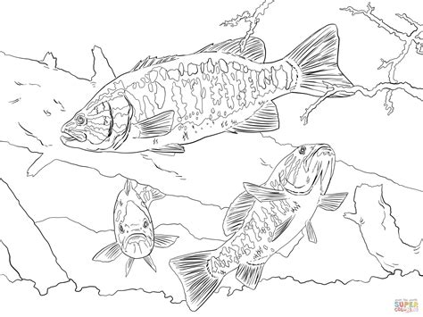 smallmouth bass coloring page  printable coloring pages