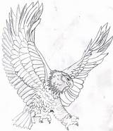 Eagle Coloring Bald Pages Kids Printable Drawing Color Soaring Flying Template Mandala Realistic Adults Head Eagles Line Harpy Colouring Adult sketch template