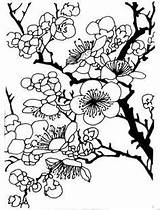 Plum Blossom Drawing Coloring Pages Japanese Tree Template Drawings Color Getdrawings Sketch Choose Board sketch template