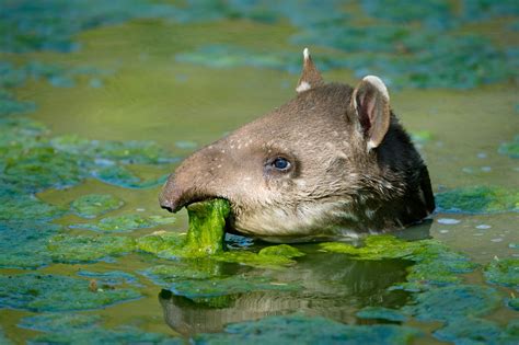 gallery meet the tapir south america s cutest