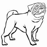 Pug Pugs Skecth Colorluna Getcolorings Bulldog sketch template