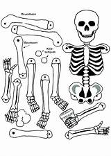 Skeleton Coloring Pages Bones Human Bone Anatomy Color Axial Head Drawing Printable Skeletons Getcolorings Skull Getdrawings Print sketch template