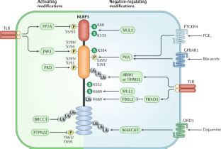 nlrp inflammasome molecular activation  regulation  therapeutics nature reviews