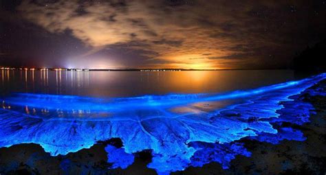 glow in the dark waves the bioluminescent bays of puerto rico