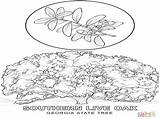 Georgia Coloring Pages Keeffe Timely Getdrawings Getcolorings sketch template