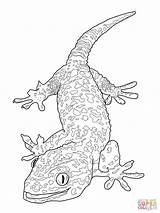 Gecko Coloring Pages Tokay Printable Drawing sketch template