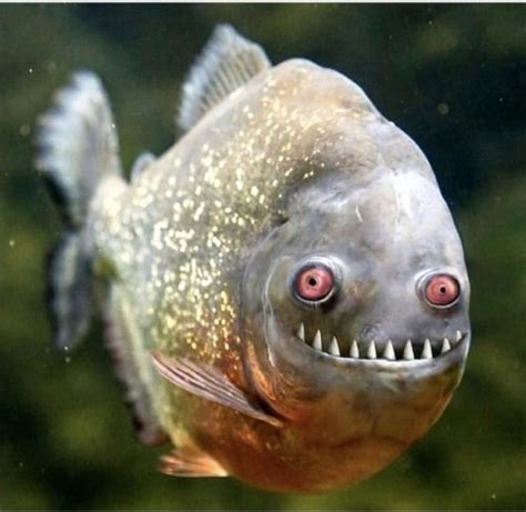 create meme piatnicka  piranha fish photo piranhas piranha