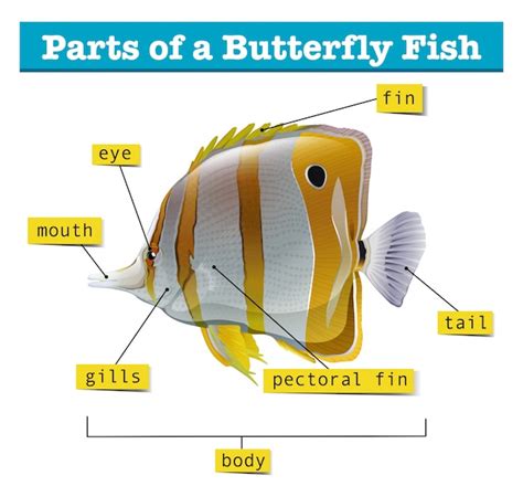 vector diagram  parts  fish