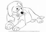Dog Mountain Bernese Draw Step Drawing Coloring Pages Animals Template Sketch Drawingtutorials101 Tutorials Other sketch template