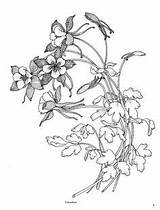 Flower Columbine Stencils Printable Rocky Mountain sketch template