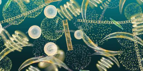 grow phytoplankton   pond quora