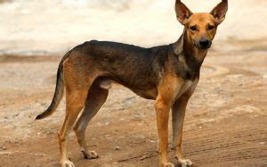 indian pariah dog origin behavior trainability puppy