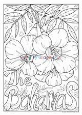 Bahamas Flower National Colouring Pages Village Activity Explore Kids sketch template