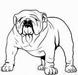 Bulldog Coloring4free sketch template