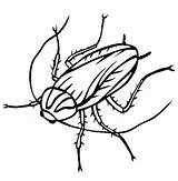 Cockroach Cucaracha Barata Colorat Imprimir Colorir Desene Inseto Cockroaches Bucatarie Gandac Planse Insect Insecte Oggy Gandaci Gandacul Insects Tudodesenhos Clipartmag sketch template
