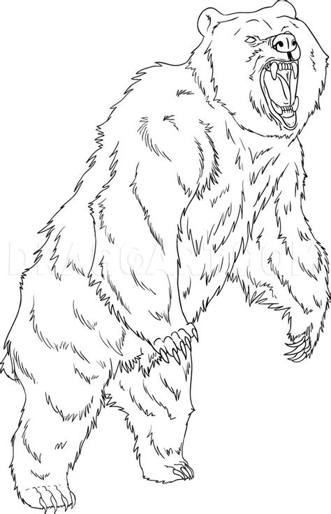 draw  grizzly bear  dawn dragoartcom   bear