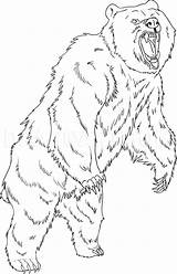 Grizzly Urso Loup Debout Everfreecoloring sketch template